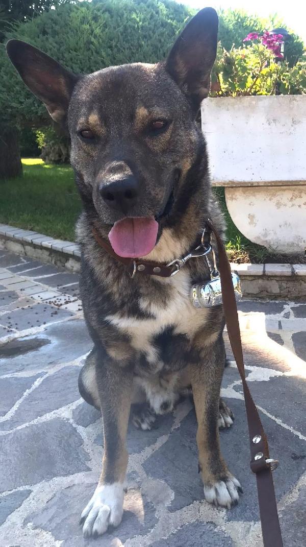 Milagro, Cane Buonissimo, Abbandono Estivo